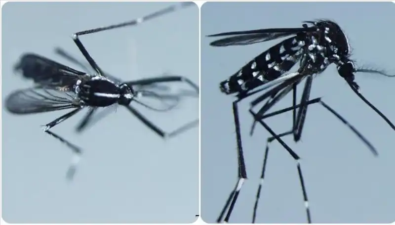 Chikungunya Virüsü Nedir? Belirtileri ve Etkili Olduğu Ülkeler