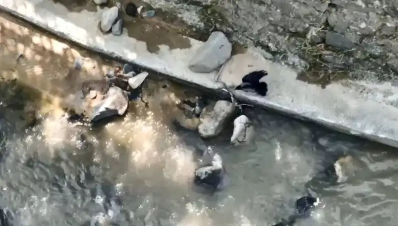 Karga ve Yılanın Hayatta Kalma Mücadelesi: Doğada Sıra Dışı Bir An