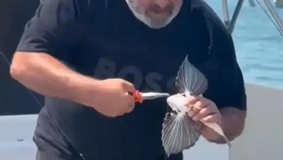 Saros Koyu’nda Nadir Bulunan Kırlangıç Balığı Avlandı, Balıkçılar Şaşkın!