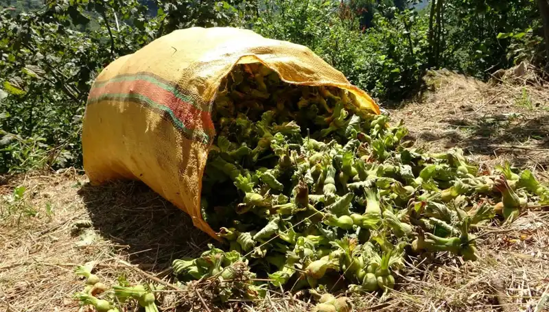 Giresun’da Fındık Hasadı Başladı: Ekonomik Canlılık ve Umut Dolu Günler