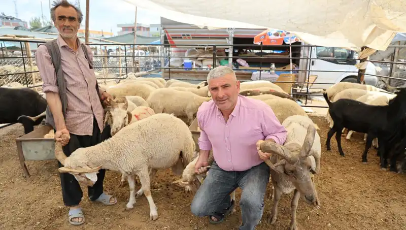 Kurban Pazarlarının Yıldızı: 4 Boynuzlu Koçların Gizemi