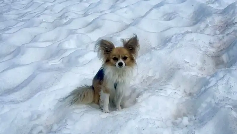 Kayıp Adamı Buzul Yarığından Kurtaran Cesur Köpek