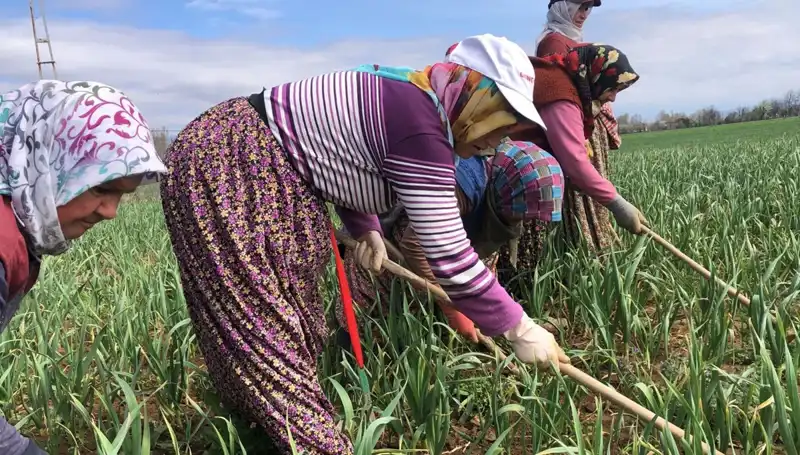 Beyaz Altın Olarak Bilinen Bu Ürün, Dünyada Yeni Bir Çapalama Dönemi Başlatıyor